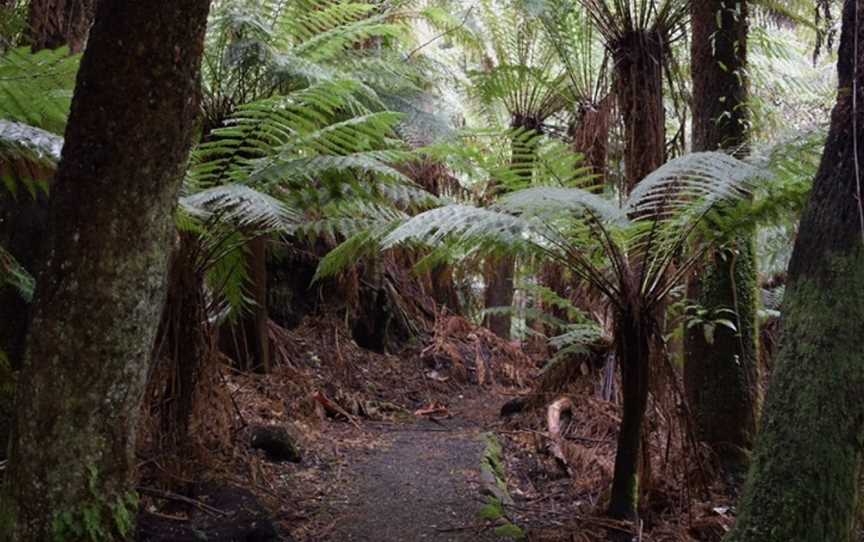 Dooleys Hill Forest Walk, Gawler, TAS