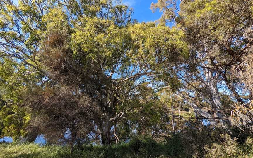 Duck Lagoon, Cygnet River, SA