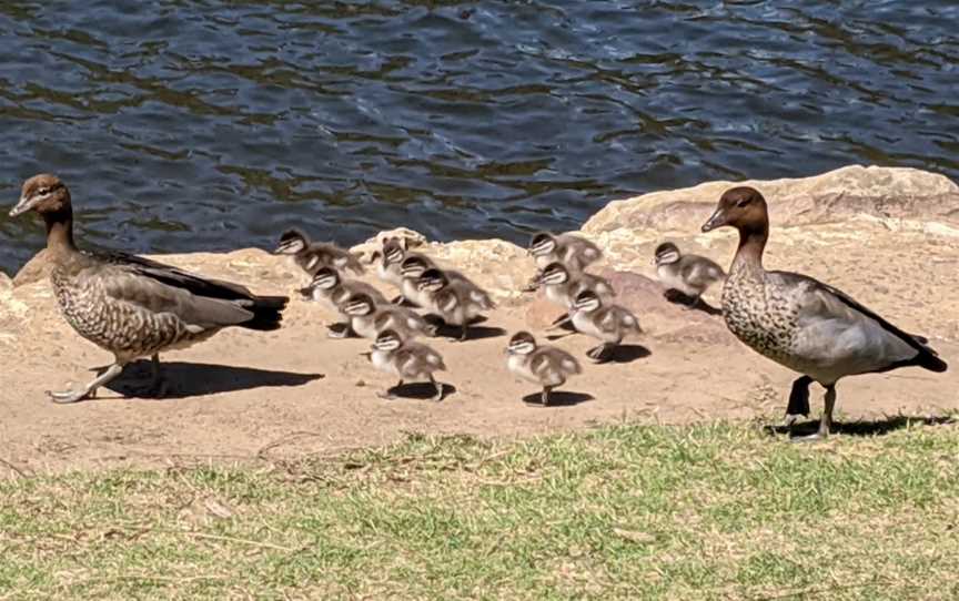 Fitzpatrick Park, Picnic Point, NSW