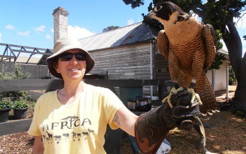 Full Flight Birds of Prey Centre, Miners Rest, VIC