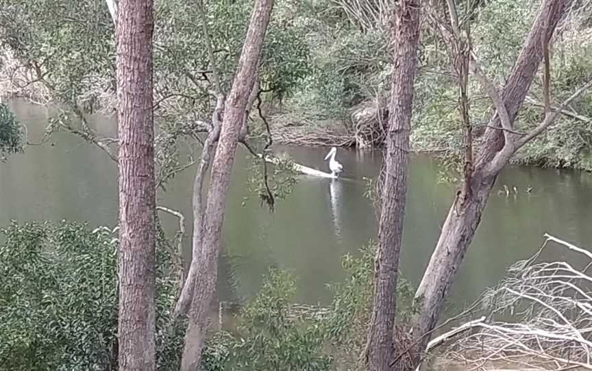 Georges River Nature Reserve, Holsworthy, NSW