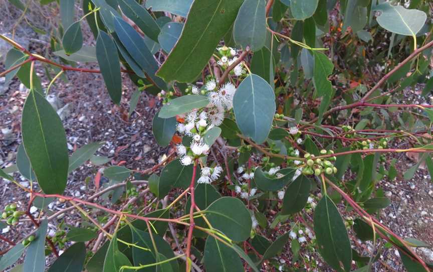 Germein Reserve, Port Macdonnell, SA