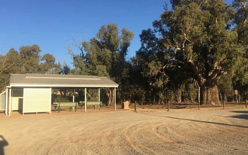 Giant Red Gum Tree, Orroroo, SA