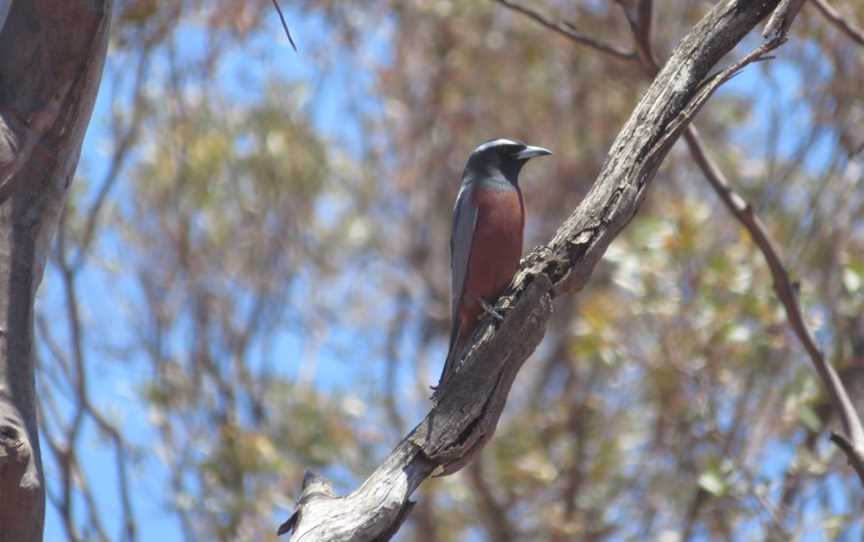 Gluepot Reserve, Waikerie, SA