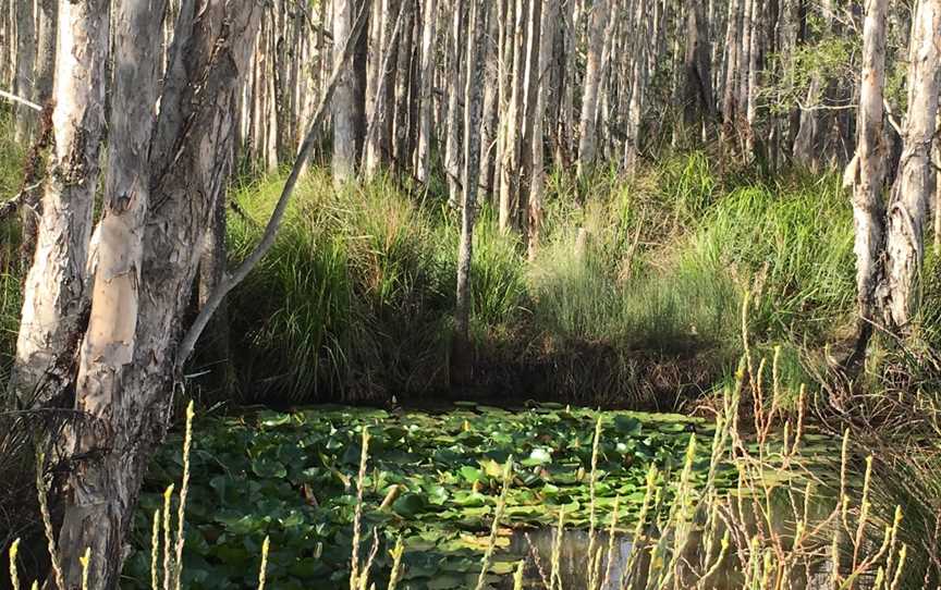 Googik heritage Trail, Port Macquarie, NSW