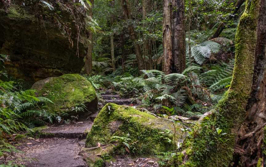 Grand Canyon Track, Blackheath, NSW