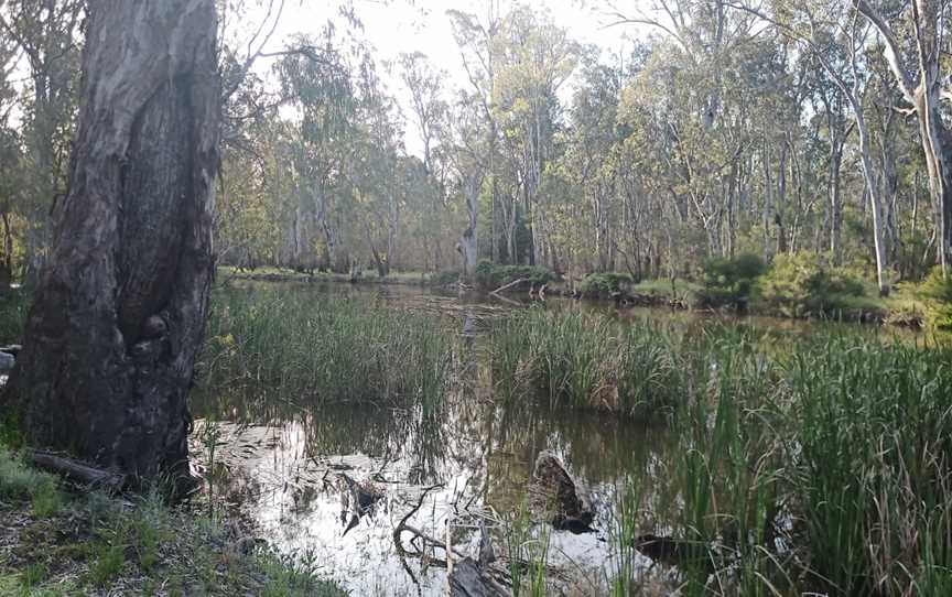 Gulpa Creek Walk, Mathoura, NSW