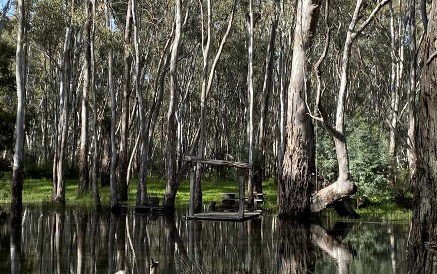 Gulpa Creek Walk, Mathoura, NSW