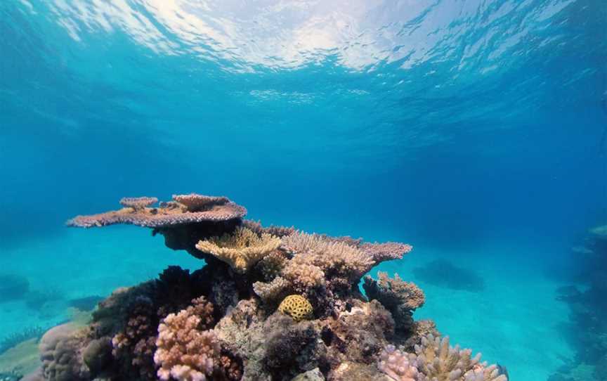 Keeper Reef Dive Site, Townsville, QLD