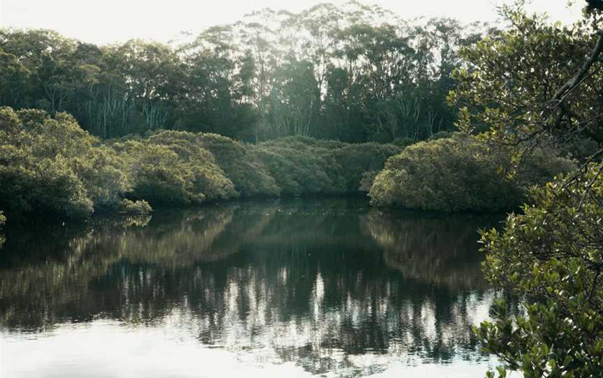 Kooloonbung Creek Nature Park, Port Macquarie, NSW