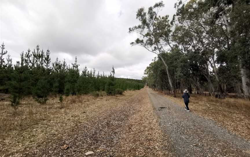 Kuitpo Forest, Kuitpo, SA