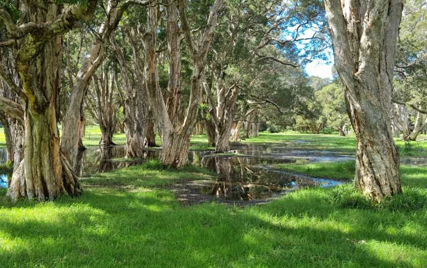 Lachlan Swamp, Centennial Park, NSW