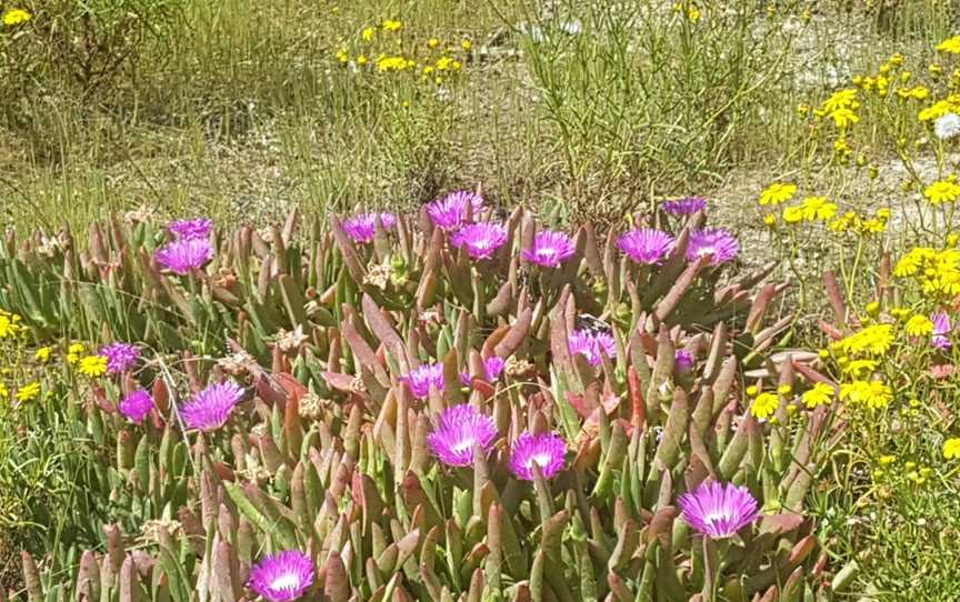 Lake Hindmarsh Reserve, Jeparit, VIC