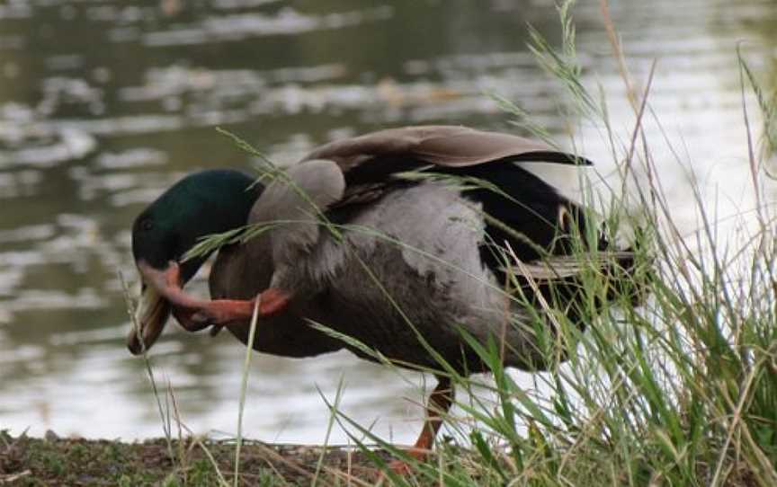 Lake Knox Sanctuary, Ferntree Gully, VIC