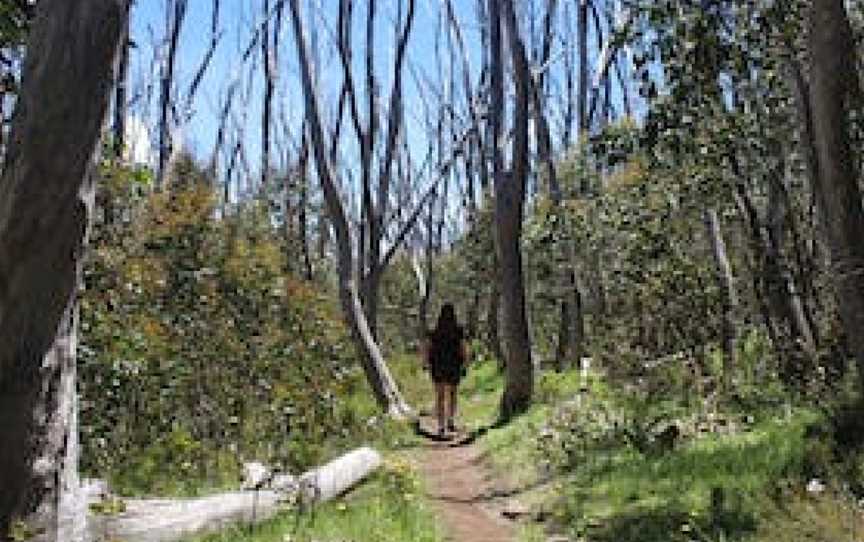 Lake Mountain Summit Walk, Marysville, VIC