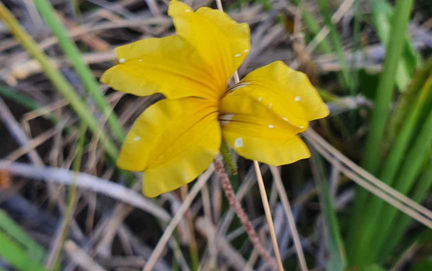 Langwarrin Flora & Fauna Reserve, Langwarrin, VIC