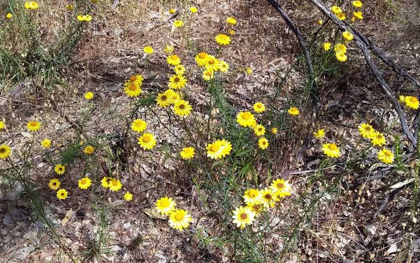 Mangalore Flora, Mangalore, VIC