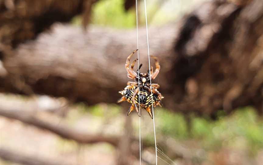 Marne Valley Conservation Park, Cambrai, SA