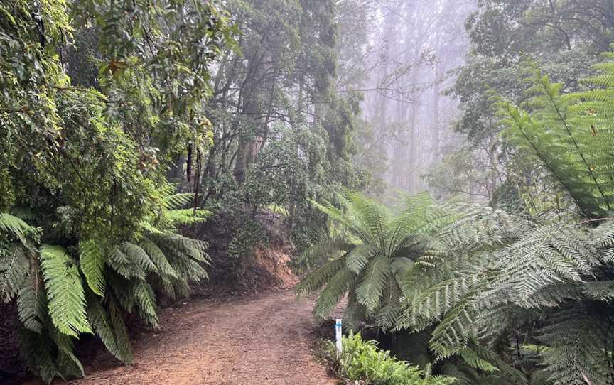 Monga National Park, Monga, NSW