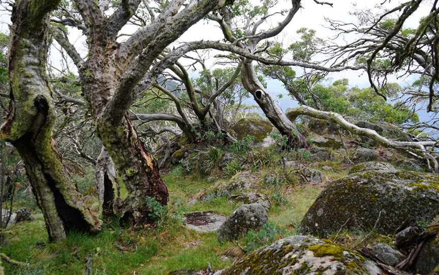 Mount Torbreck Summit Walk, Eildon, VIC