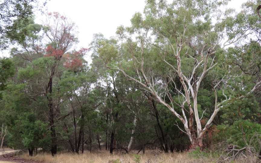 Naracoorte North Nature Park, Naracoorte, SA