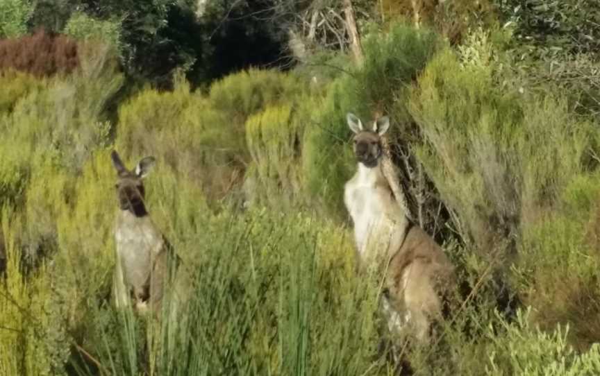 Ngarkat Conservation Park, Ngarkat, SA