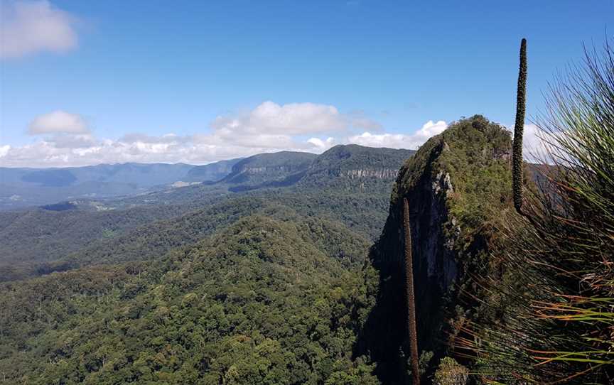 Nicoll Scrub National Park, Currumbin Valley, QLD