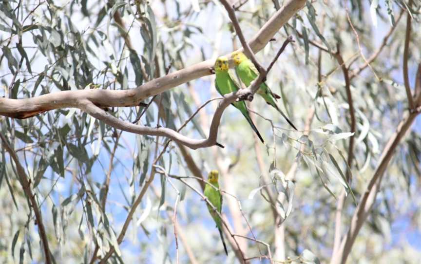 Oma Waterhole, Isisford, QLD