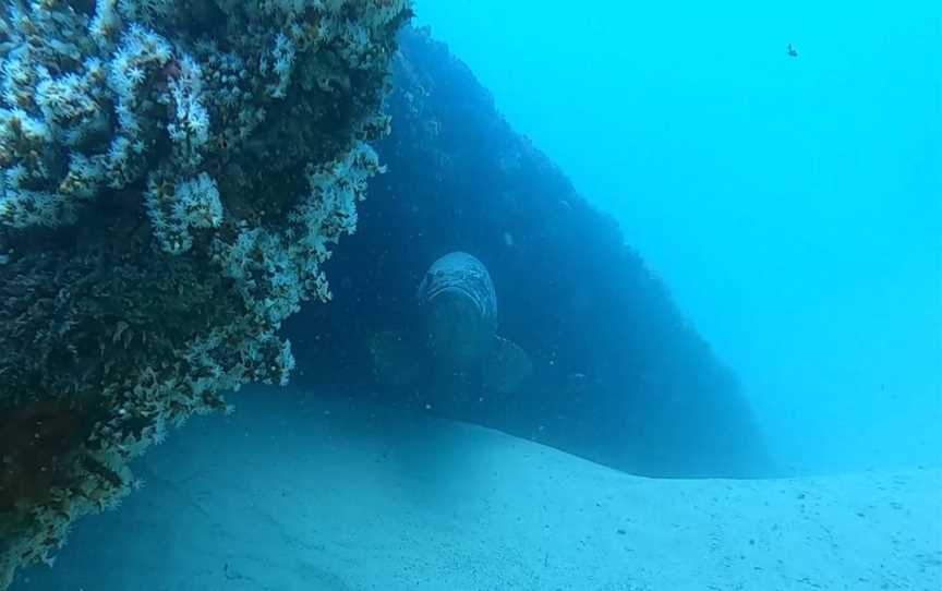 Palm Beach Reef Dive Site, Main Beach, QLD