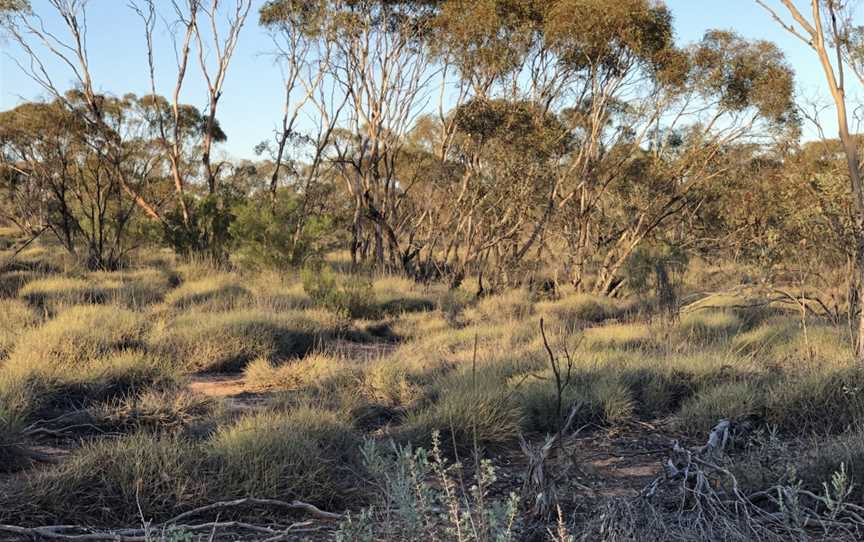 Round Tank picnic area, Mungo, NSW