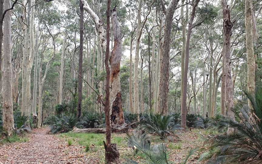 Square Head Track 2, Long Beach, NSW