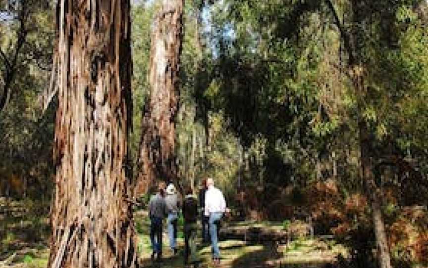 Tallaganda National Park, New South Wales, Australia, Palerang, NSW