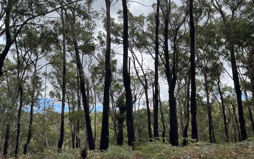 Tallarook State Forest, Tallarook, VIC