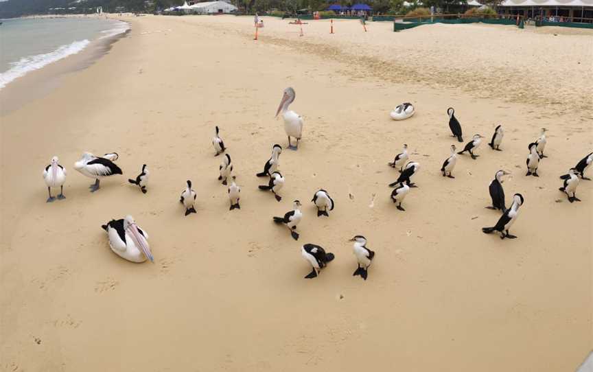 Tangalooma Wild Dolphin Feeding, Moreton Island, QLD