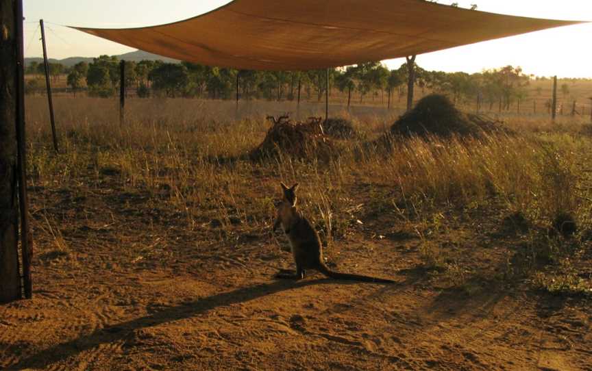 Taunton National Park, Dingo, QLD