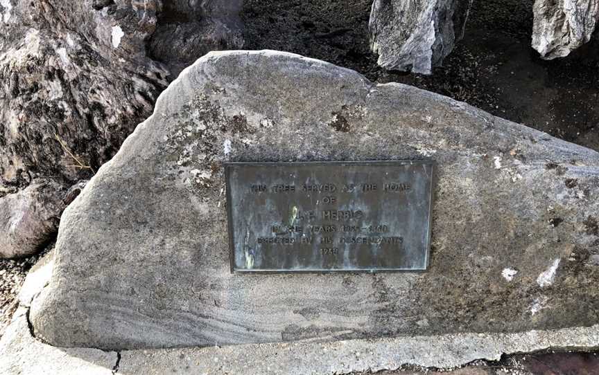 The Herbig Family Tree, Springton, SA