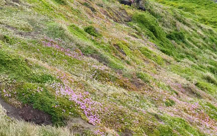 The Nobbies, Phillip Island, VIC