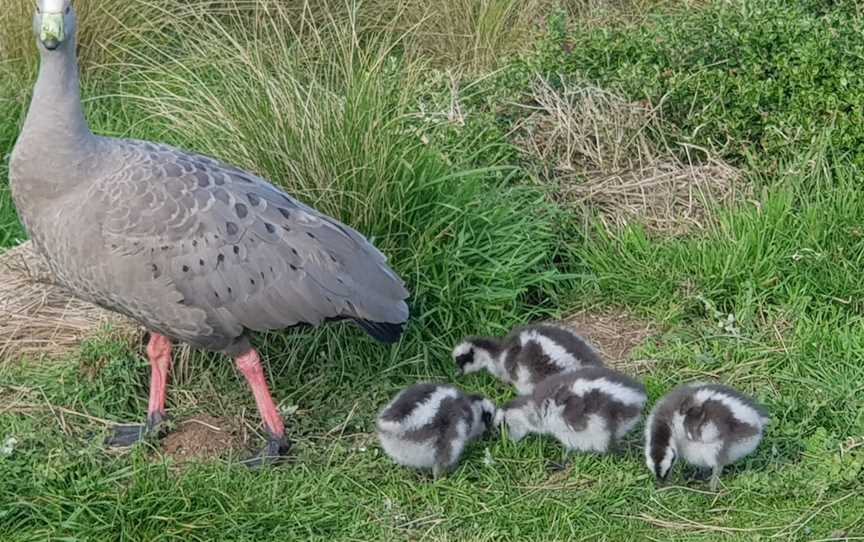 The Nobbies, Phillip Island, VIC