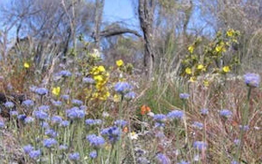 Totadgin Conservation Park, Nangeenan, WA