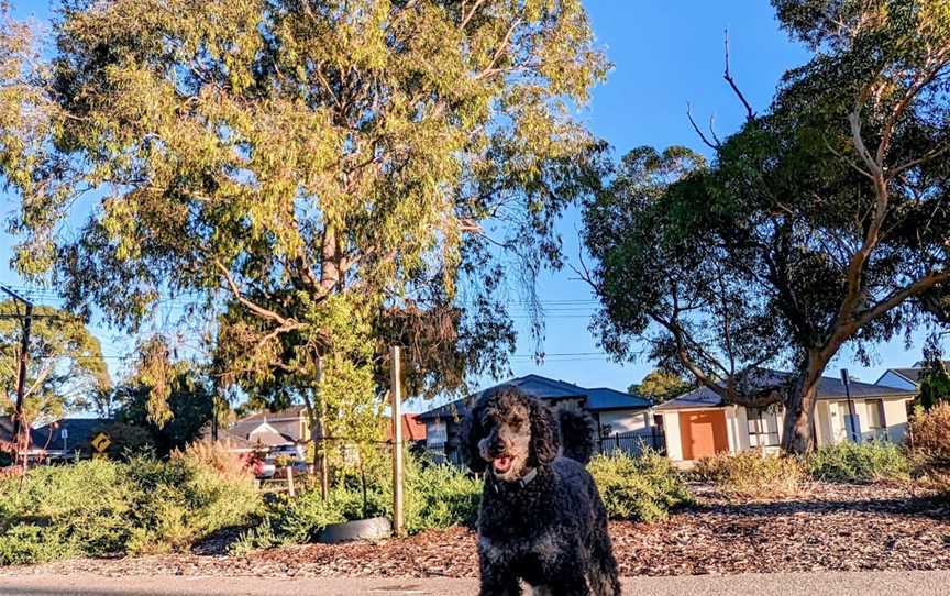 Westside Bikeway, North Plympton, SA