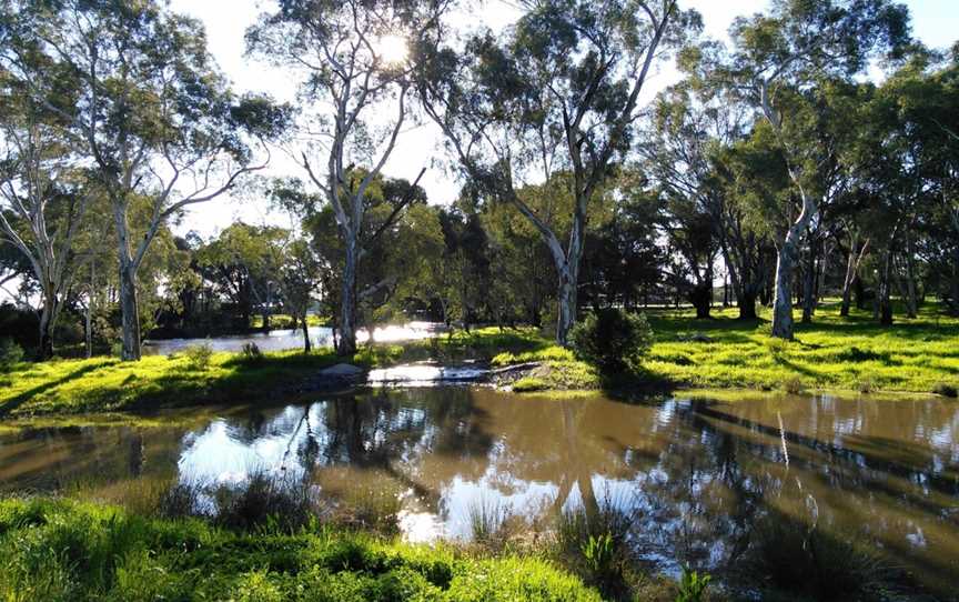 Wetlands of Wyalong, Wyalong, NSW