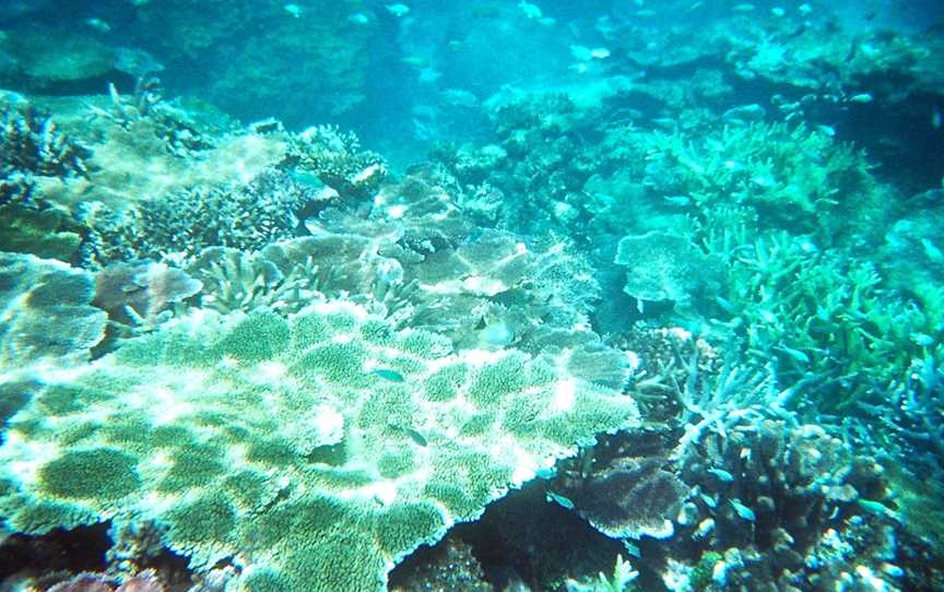 Wheeler Reef Dive Site, Railway Estate, QLD