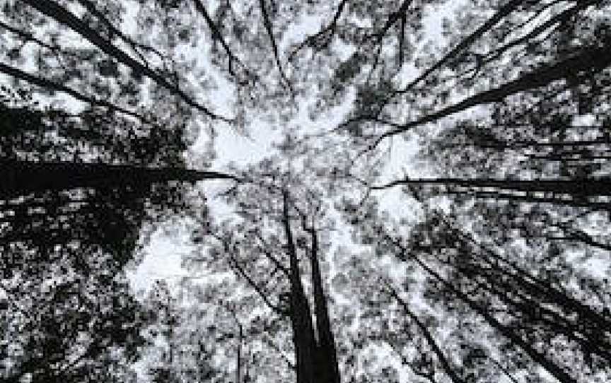 Yea River Walk, Toolangi, VIC