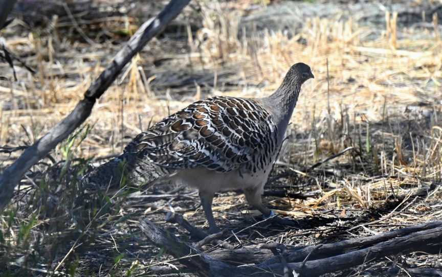 Yongergnow Australian Malleefowl Centre, Ongerup, WA