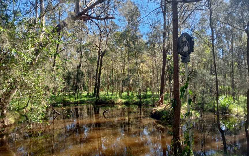 Boondall Wetlands Reserve, Boondall, QLD