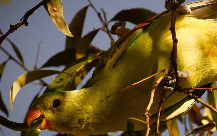 Coate's Wildlife Tours, Tours in Broome - Suburb