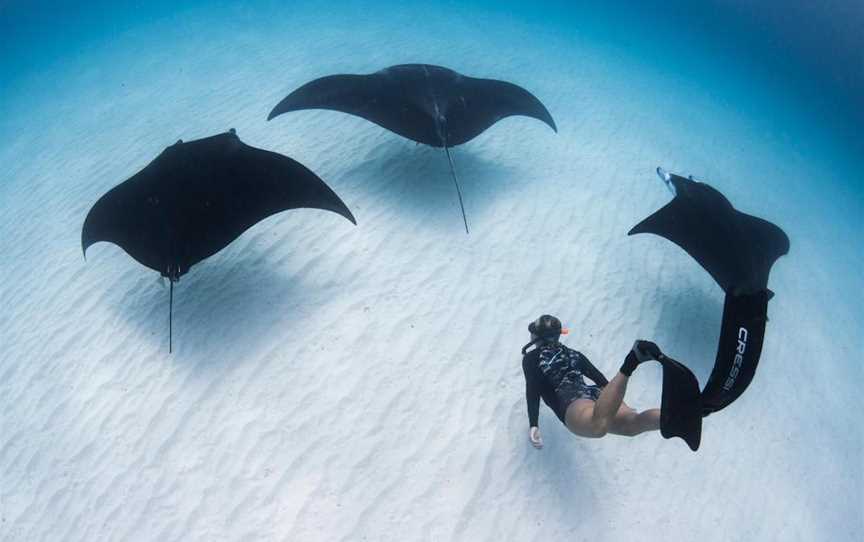 Manta Ray Interaction Tour, Tours in Coral Bay