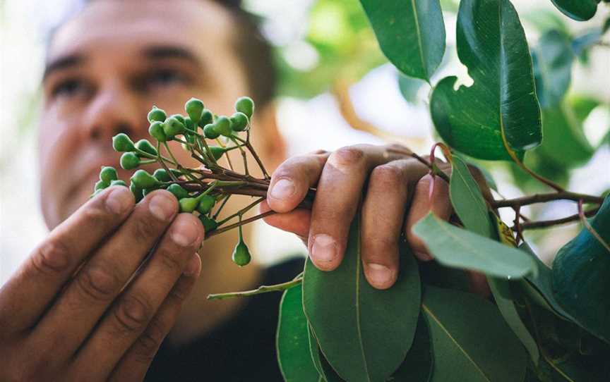 Bush Tucker and medicines