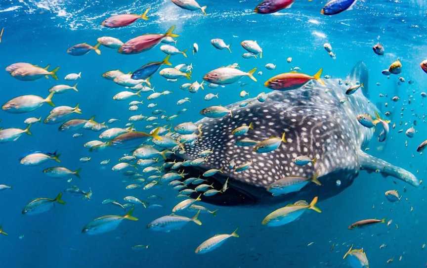 Live Ningaloo, Tours in Exmouth - Suburb