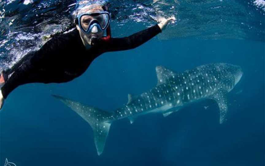 Exmouth Dive And Whale Sharks Ningaloo, Tours in Exmouth - Suburb